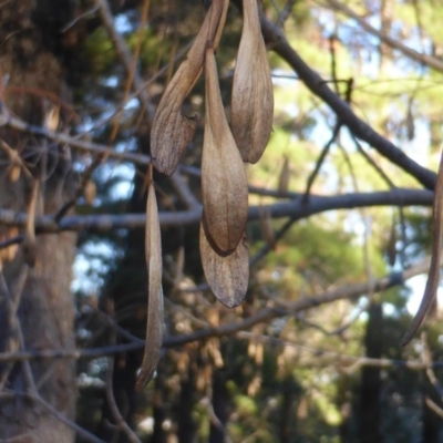 Fraxinus pennsylvanica