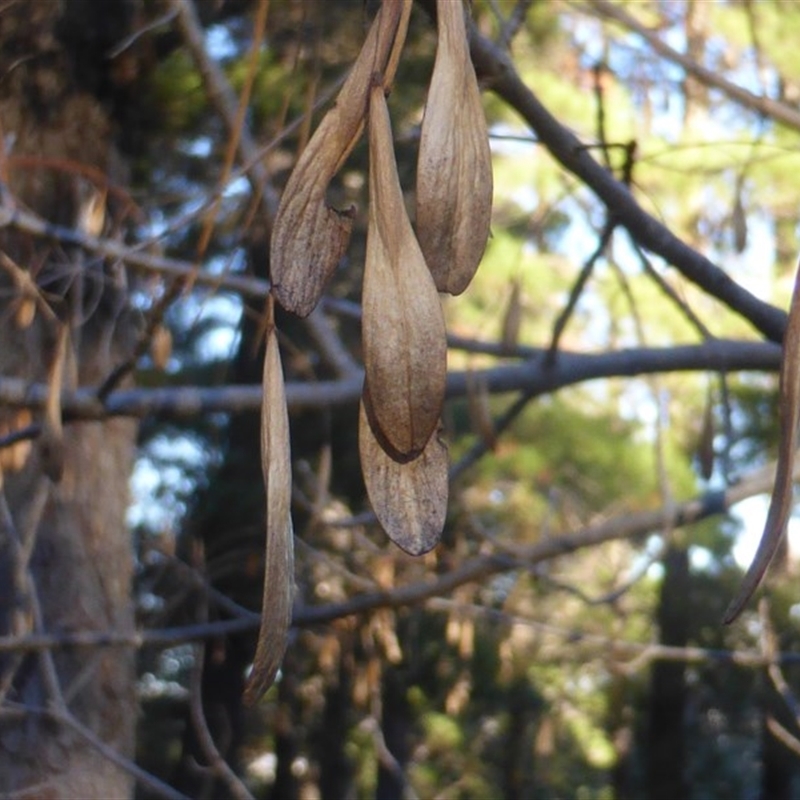 Fraxinus pennsylvanica