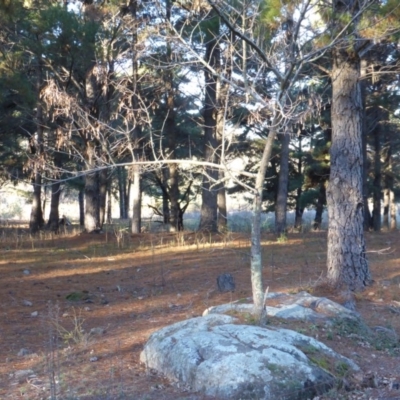 Fraxinus pennsylvanica