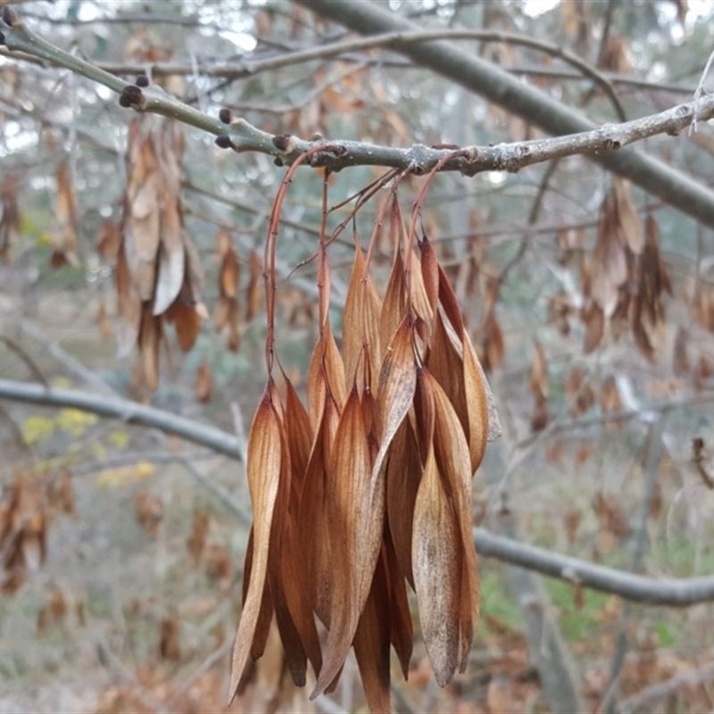 Fraxinus sp.