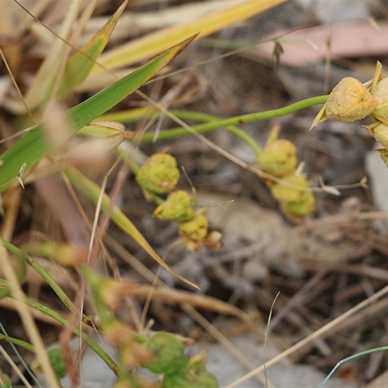 Freesia leichtlinii subsp. leichtlinii x Freesia leichtlinii subsp. alba