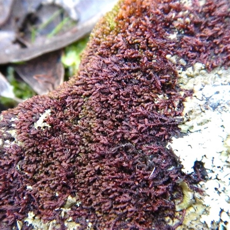 Frullania