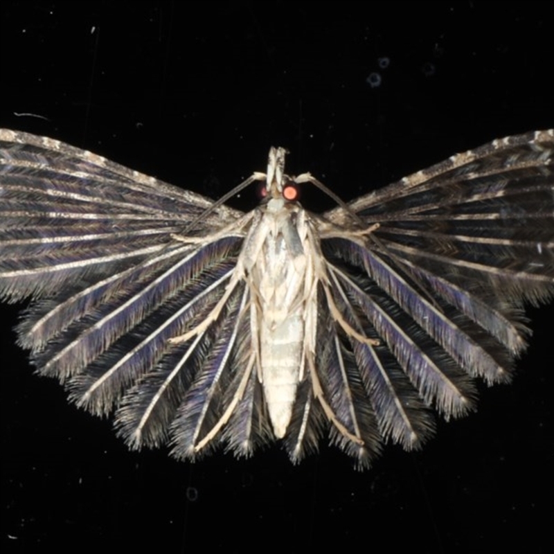 Alucita phricodes