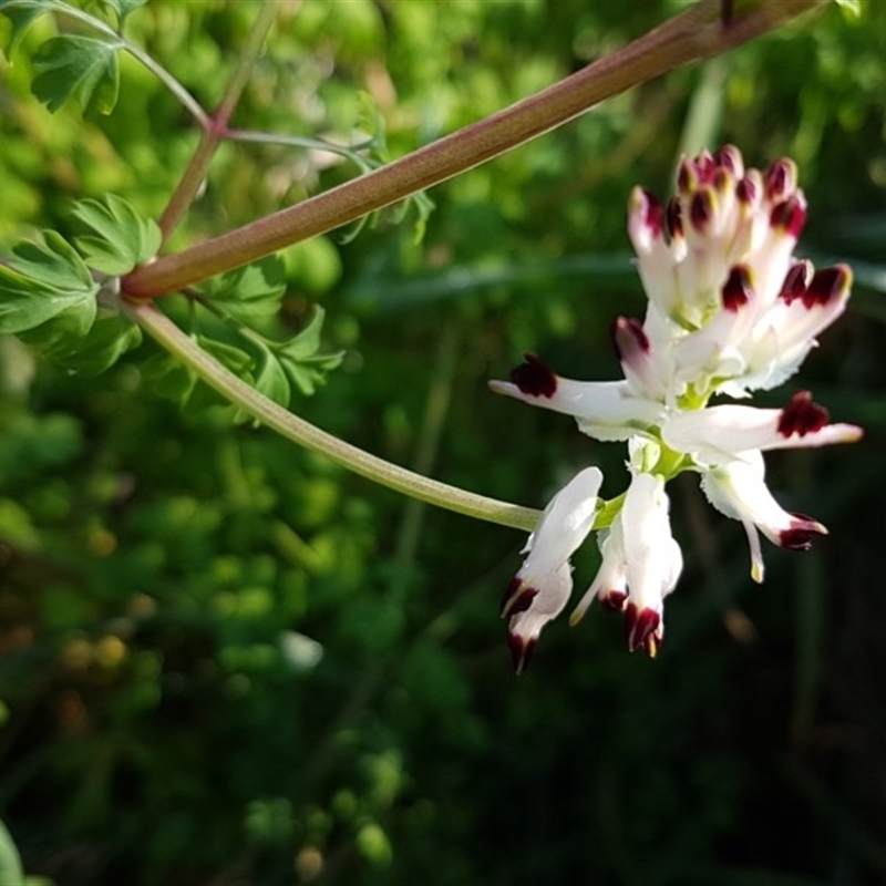 Fumaria capreolata