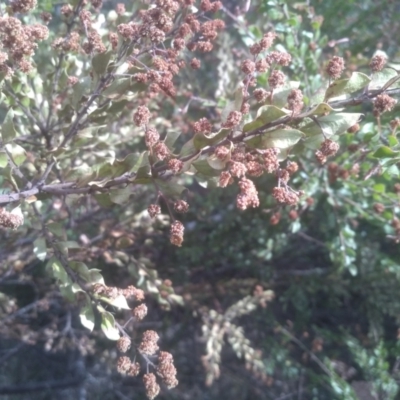 Acacia costiniana