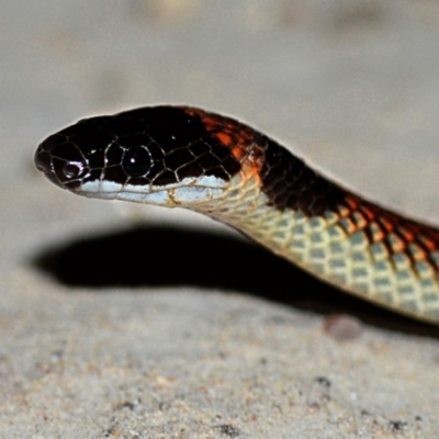 black head and nape with bright red-orange patch in between