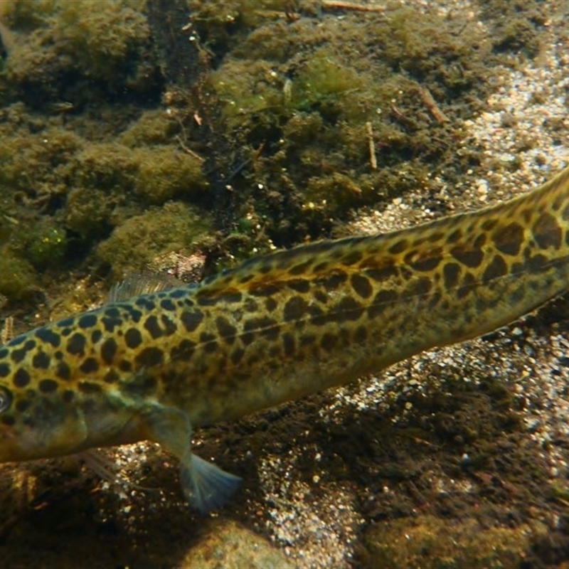 Gadopsis bispinosa