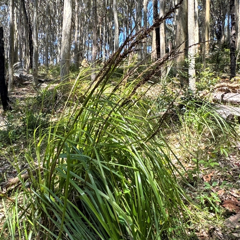 Gahnia clarkei