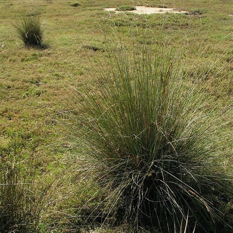 Jackie Miles, Pambula old racetrack