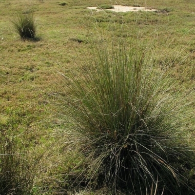 Jackie Miles, Pambula old racetrack