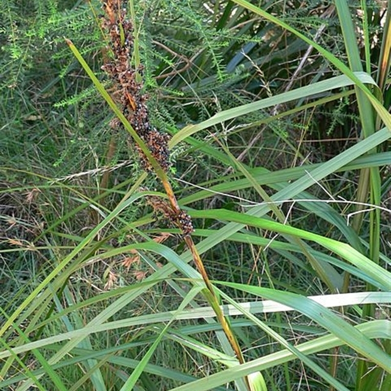 Gahnia melanocarpa