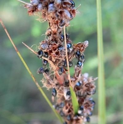 Gahnia melanocarpa