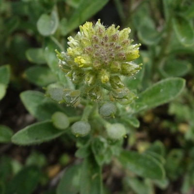 Alyssum alyssoides