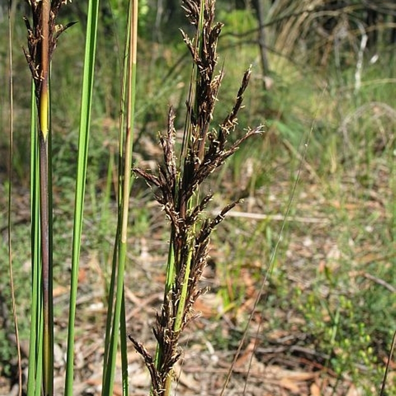 Gahnia radula