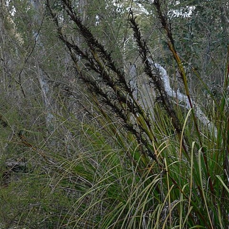 Gahnia sieberiana