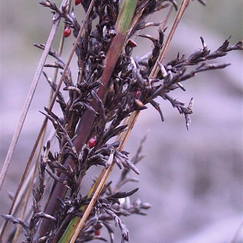 Gahnia sieberiana