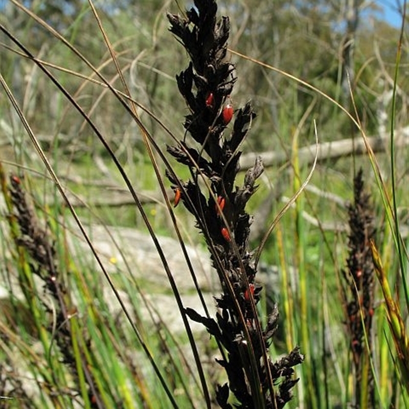 Gahnia subaequiglumis