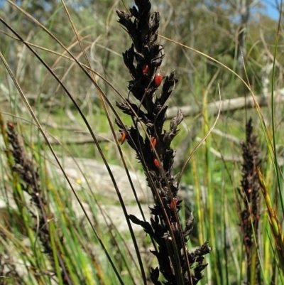 Gahnia subaequiglumis