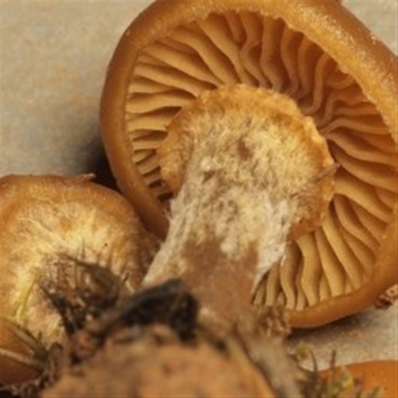 Galerina marginata