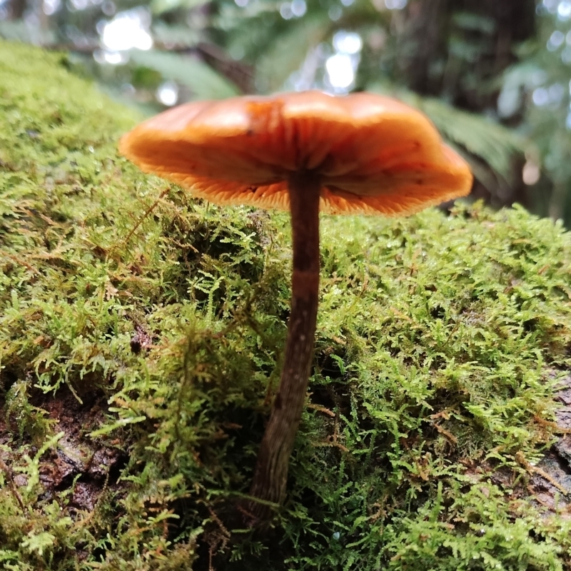 Galerina patagonica