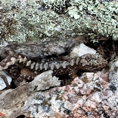 Amalosia lesueurii