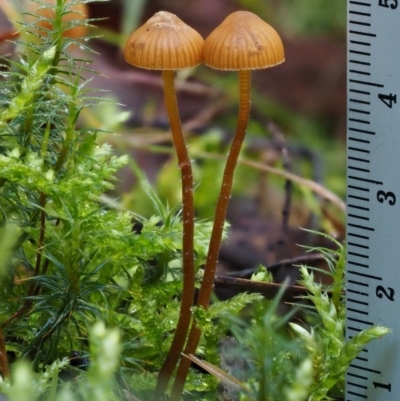 Galerina sp.