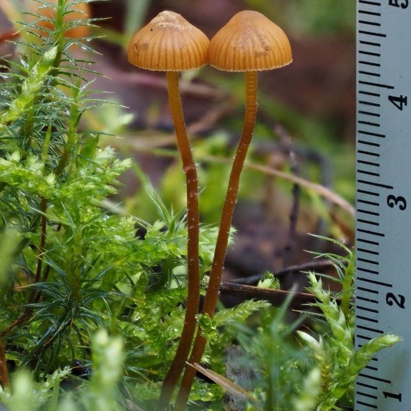 Galerina sp.