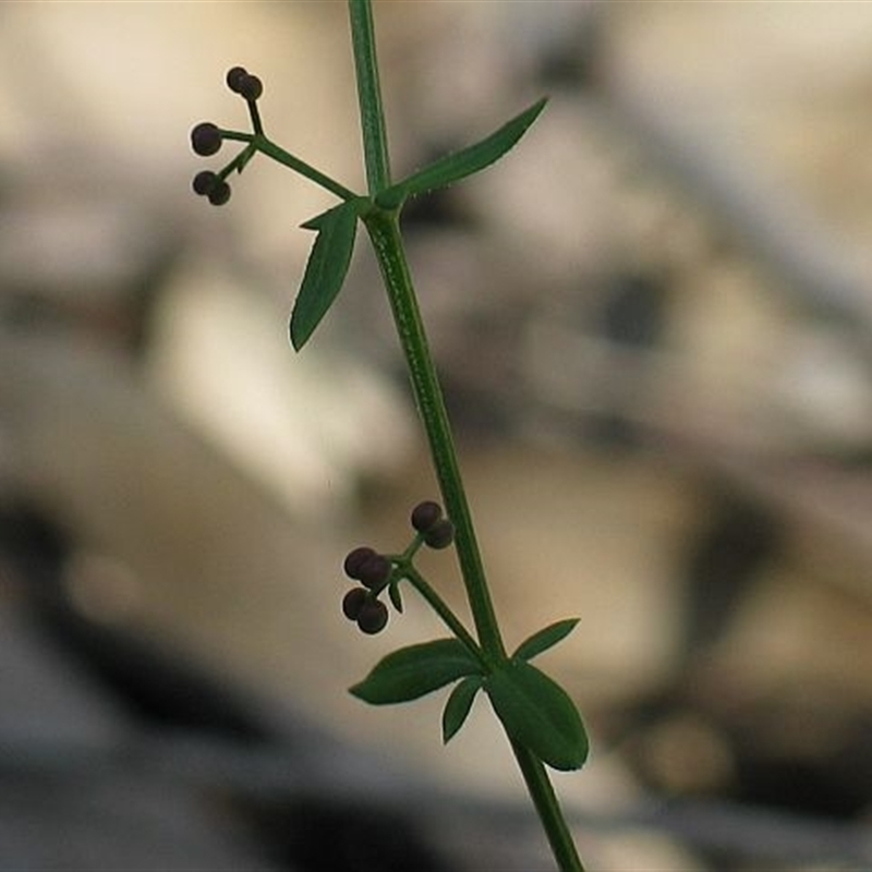 Galium binifolium