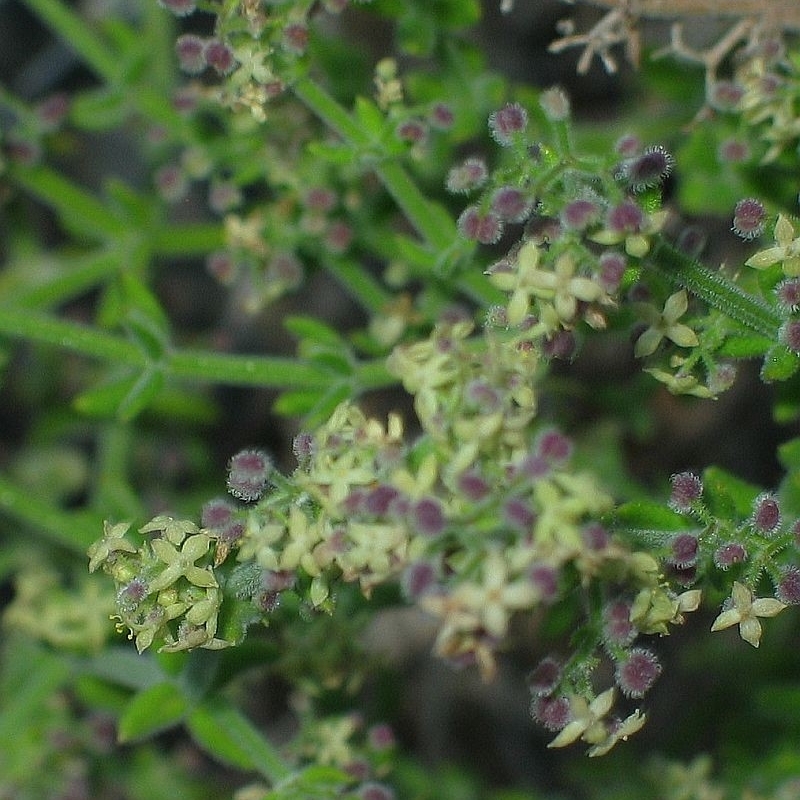 Galium bungoniensis