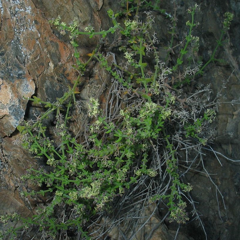 Galium bungoniensis