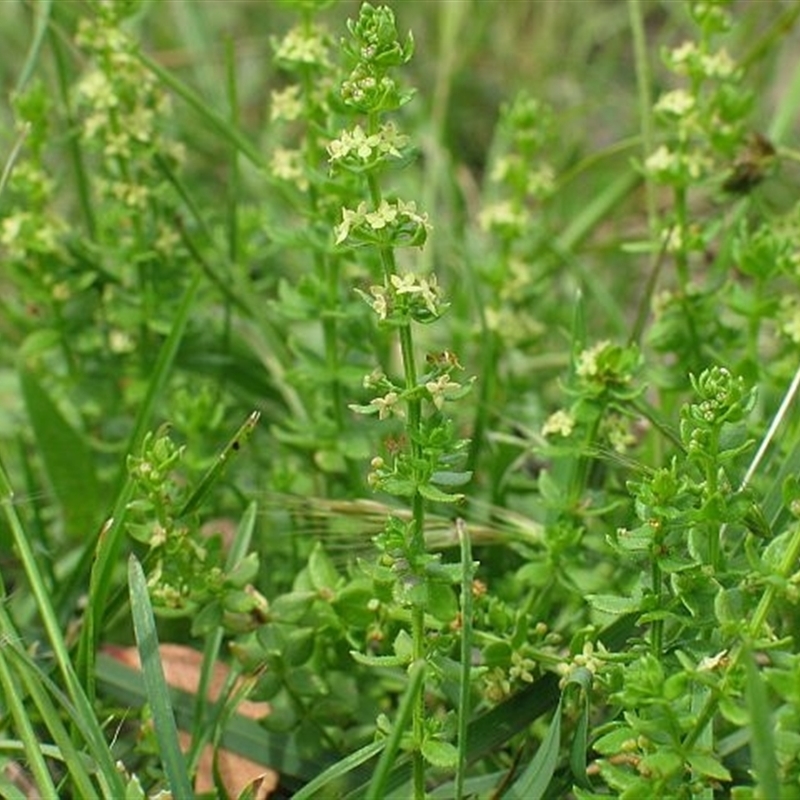 Galium ciliare