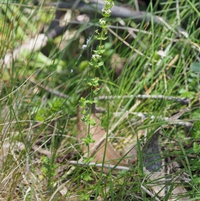 Galium ciliare subsp. ciliare