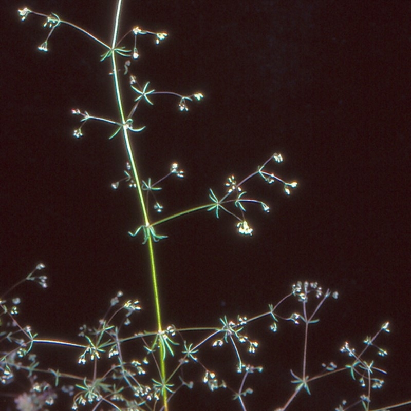 Galium divaricatum