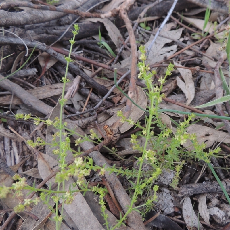 Galium gaudichaudii