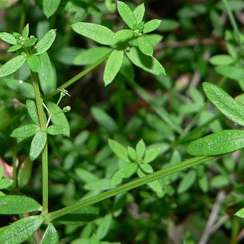 Galium leiocarpum