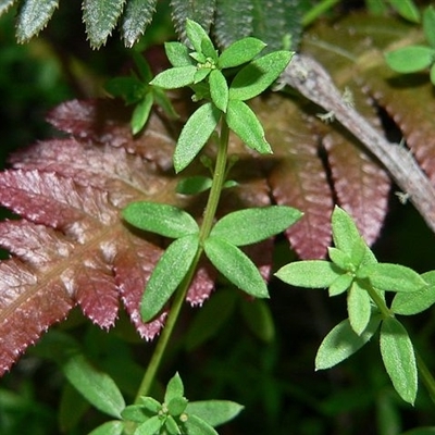 Galium leiocarpum