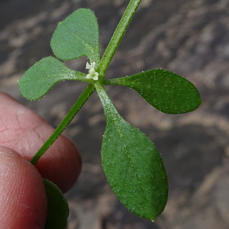 Galium liratum