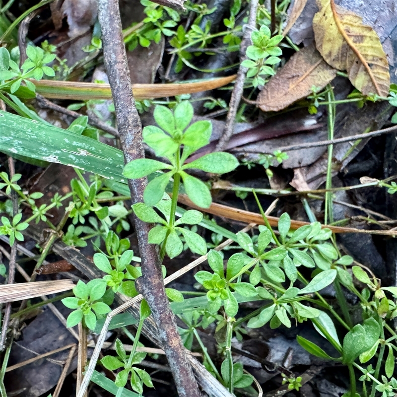 Galium murale
