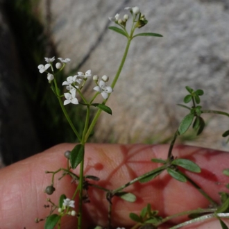 Bemboka River, large white flowers