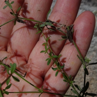 Leaves in whorls of 4, wet areas