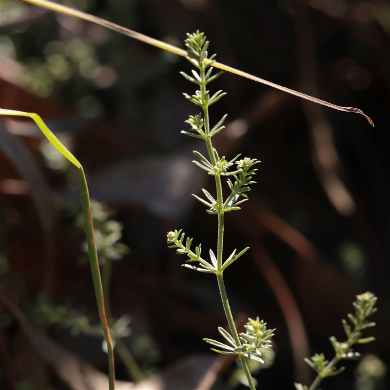 Galium sp.