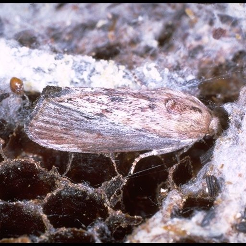 Galleria mellonella