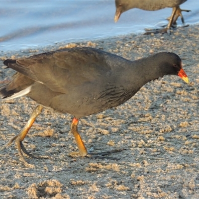 Gallinula tenebrosa