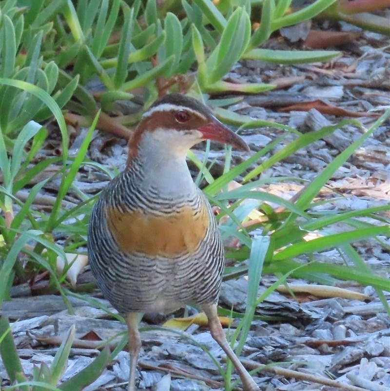 Gallirallus philippensis