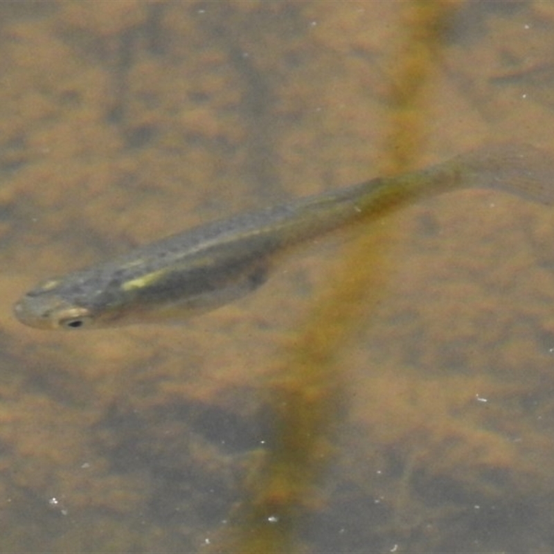 Gambusia holbrooki