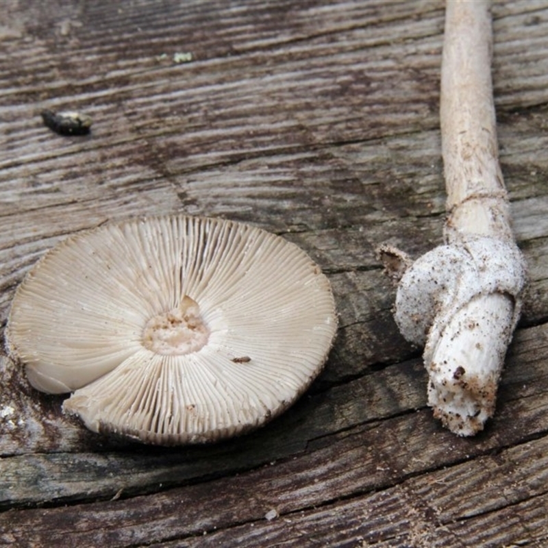 Amanita cheelii