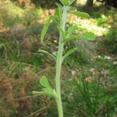 Jackie Miles, Mimosa Rocks NP