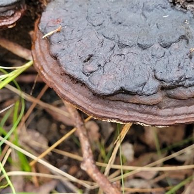 Ganoderma