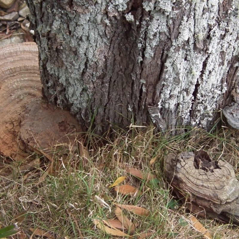 Ganoderma australe