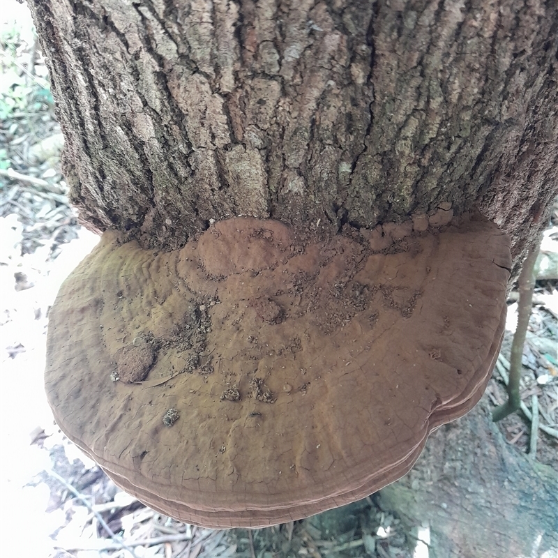 Ganoderma australe